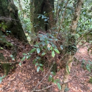 Nothofagus moorei at Barrington Tops National Park - suppressed