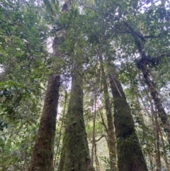 Nothofagus moorei at Barrington Tops National Park - 18 Dec 2023