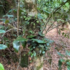 Pyrrosia rupestris (Rock Felt Fern) at Barrington Tops National Park - 18 Dec 2023 by Tapirlord