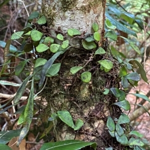 Pyrrosia rupestris at Barrington Tops National Park - 18 Dec 2023