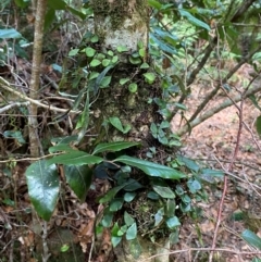 Pyrrosia rupestris at Barrington Tops National Park - 18 Dec 2023