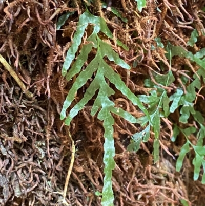 Polyphlebium venosum (Veined Bristle-fern) at Barrington Tops National Park - 18 Dec 2023 by Tapirlord