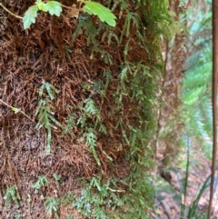 Polyphlebium venosum at Barrington Tops National Park - 18 Dec 2023