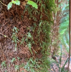 Polyphlebium venosum at Barrington Tops National Park - 18 Dec 2023 01:49 PM