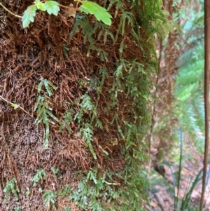 Polyphlebium venosum at Barrington Tops National Park - 18 Dec 2023