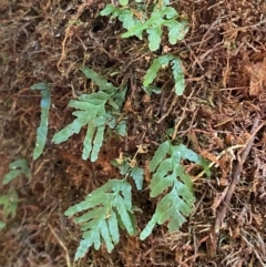 Polyphlebium venosum at Barrington Tops National Park - 18 Dec 2023 01:49 PM