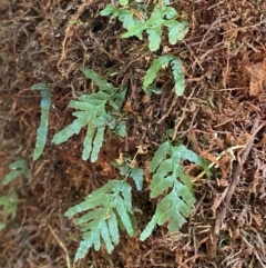 Polyphlebium venosum at Barrington Tops National Park - 18 Dec 2023