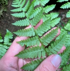 Diplazium australe (Austral Lady Fern) at Barrington Tops National Park - 18 Dec 2023 by Tapirlord