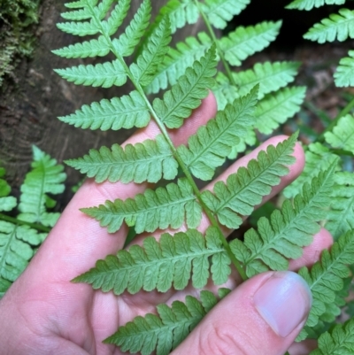 Diplazium australe (Austral Lady Fern) at Barrington Tops National Park - 18 Dec 2023 by Tapirlord