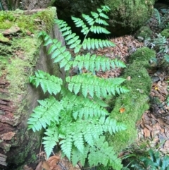 Diplazium australe at Barrington Tops National Park - 18 Dec 2023