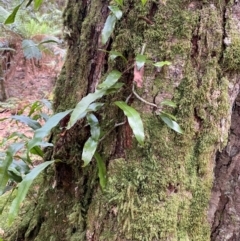 Microsorum pustulatum (Kangaroo Fern) at Gloucester Tops, NSW - 18 Dec 2023 by Tapirlord