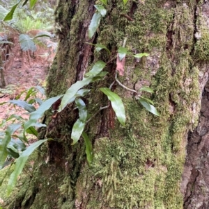 Zealandia pustulata at Barrington Tops National Park - suppressed