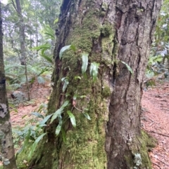 Zealandia pustulata at Barrington Tops National Park - 18 Dec 2023