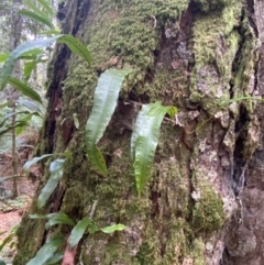 Zealandia pustulata at Barrington Tops National Park - 18 Dec 2023