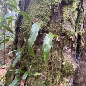 Zealandia pustulata at Barrington Tops National Park - 18 Dec 2023