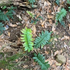 Blechnum wattsii (Hard Water Fern) at Barrington Tops National Park - 18 Dec 2023 by Tapirlord