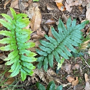 Blechnum wattsii at Barrington Tops National Park - 18 Dec 2023