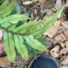 Blechnum wattsii at Barrington Tops National Park - 18 Dec 2023