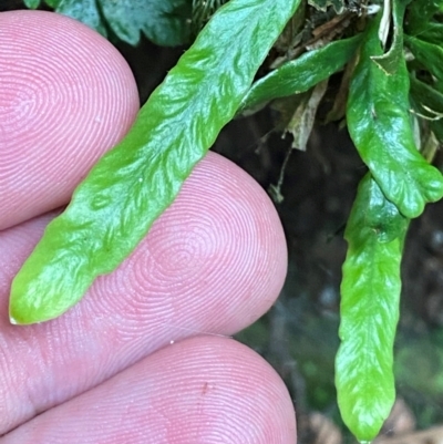 Notogrammitis billardierei (Finger Fern) at Gloucester Tops, NSW - 18 Dec 2023 by Tapirlord