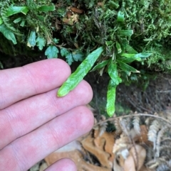 Notogrammitis billardierei at Barrington Tops National Park - suppressed