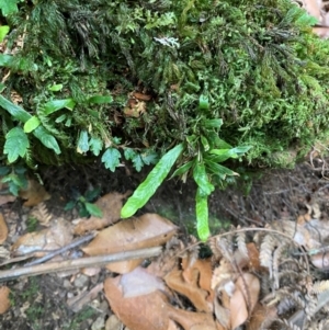 Notogrammitis billardierei at Barrington Tops National Park - suppressed