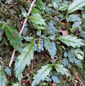 Fieldia australis at Barrington Tops National Park - 18 Dec 2023 01:45 PM