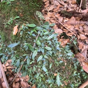 Fieldia australis at Barrington Tops National Park - 18 Dec 2023 01:45 PM