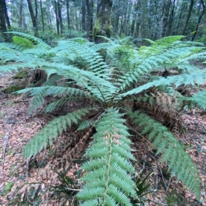 Dicksonia antarctica at Barrington Tops National Park - suppressed