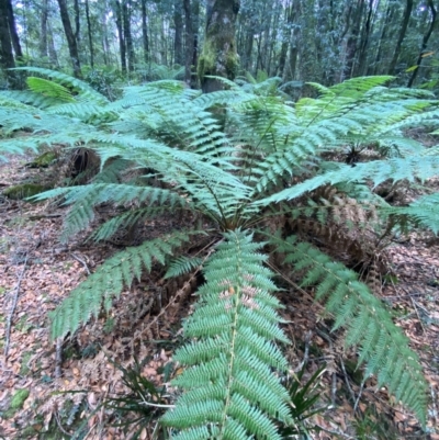 Dicksonia antarctica (Soft Treefern) at Gloucester Tops, NSW - 18 Dec 2023 by Tapirlord