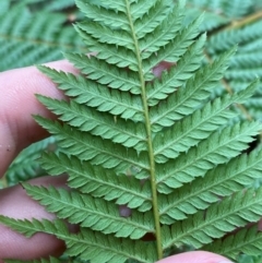 Dicksonia antarctica at Barrington Tops National Park - suppressed