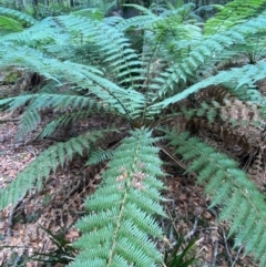 Dicksonia antarctica at Barrington Tops National Park - suppressed