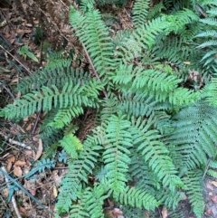 Polystichum proliferum (Mother Shield Fern) at Gloucester Tops, NSW - 18 Dec 2023 by Tapirlord