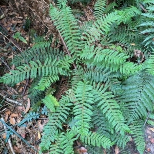 Polystichum proliferum at Barrington Tops National Park - 18 Dec 2023 01:42 PM