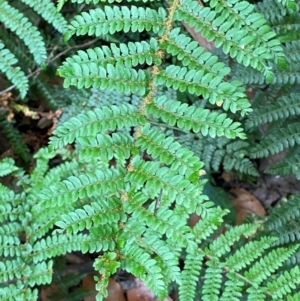 Polystichum proliferum at Barrington Tops National Park - 18 Dec 2023 01:42 PM