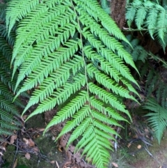 Dicksonia antarctica (Soft Treefern) at Barrington Tops National Park - 18 Dec 2023 by Tapirlord