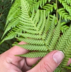 Dicksonia antarctica at Barrington Tops National Park - suppressed