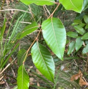 Nothofagus moorei at Barrington Tops National Park - 18 Dec 2023