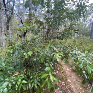 Nothofagus moorei at Barrington Tops National Park - 18 Dec 2023