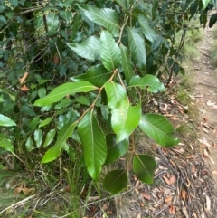 Nothofagus moorei at Barrington Tops National Park - 18 Dec 2023