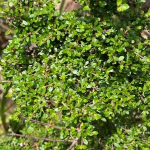 Coprosma quadrifida at Barrington Tops National Park - 18 Dec 2023