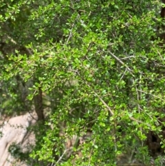 Coprosma quadrifida at Barrington Tops National Park - 18 Dec 2023