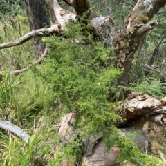 Coprosma quadrifida at Barrington Tops National Park - 18 Dec 2023