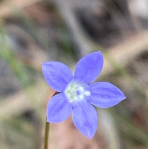 Wahlenbergia rupicola at Barrington Tops National Park - 18 Dec 2023