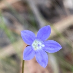 Wahlenbergia rupicola at Gloucester Tops, NSW - 18 Dec 2023 by Tapirlord