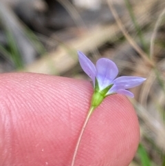 Wahlenbergia rupicola at Barrington Tops National Park - 18 Dec 2023 01:39 PM