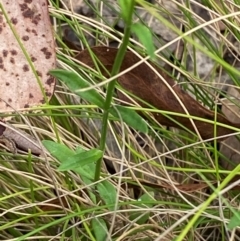 Wahlenbergia rupicola at Barrington Tops National Park - 18 Dec 2023