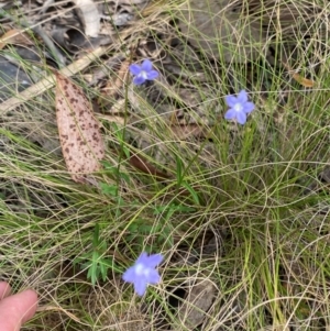 Wahlenbergia rupicola at Barrington Tops National Park - 18 Dec 2023