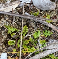 Lindsaea linearis (Screw Fern) at Gloucester Tops, NSW - 18 Dec 2023 by Tapirlord