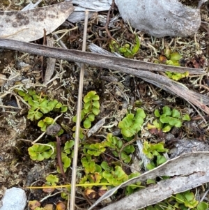 Lindsaea linearis at Barrington Tops National Park - 18 Dec 2023