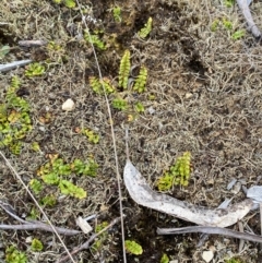 Lindsaea linearis at Barrington Tops National Park - 18 Dec 2023